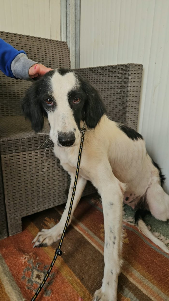 Guendalina: 2 anni, taglia contenuta, socievole