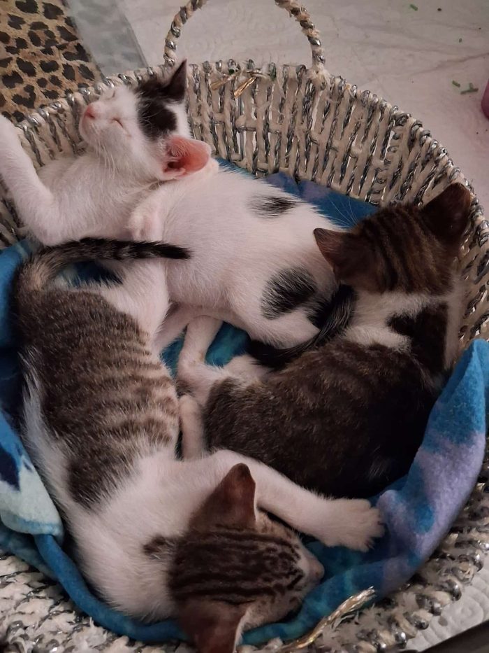 Tre simpatiche canaglie