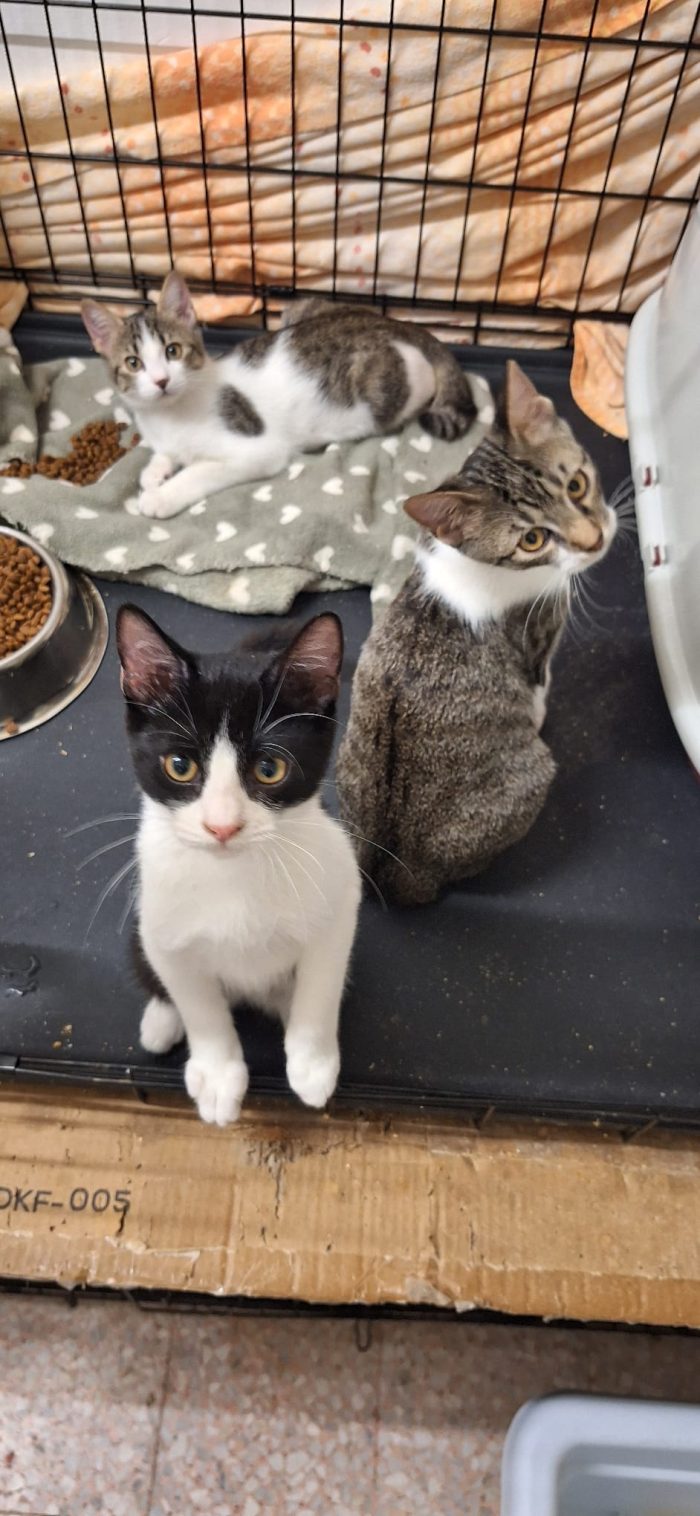 Tra piccoli cuori vi aspettano - media 9