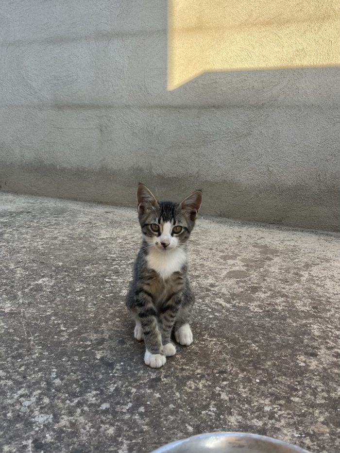 Gattini e mamma cercano casa – Quartu Sant’Elena (CA) 🐾❤️