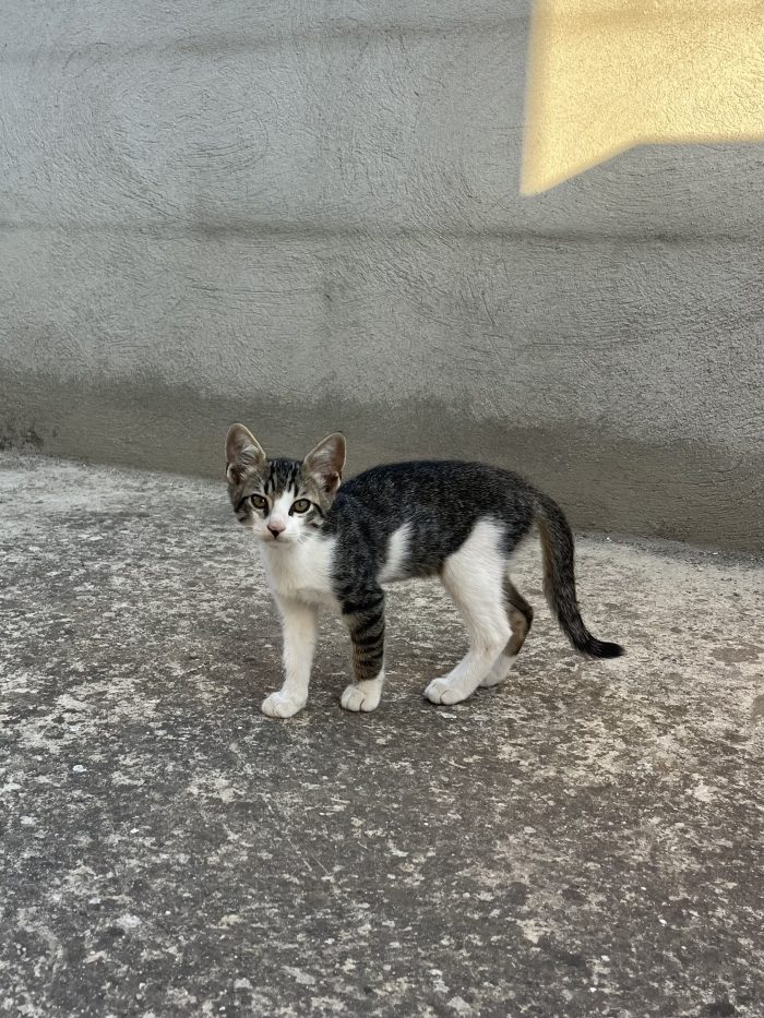 Gattini e mamma cercano casa – Quartu Sant’Elena (CA) 🐾❤️