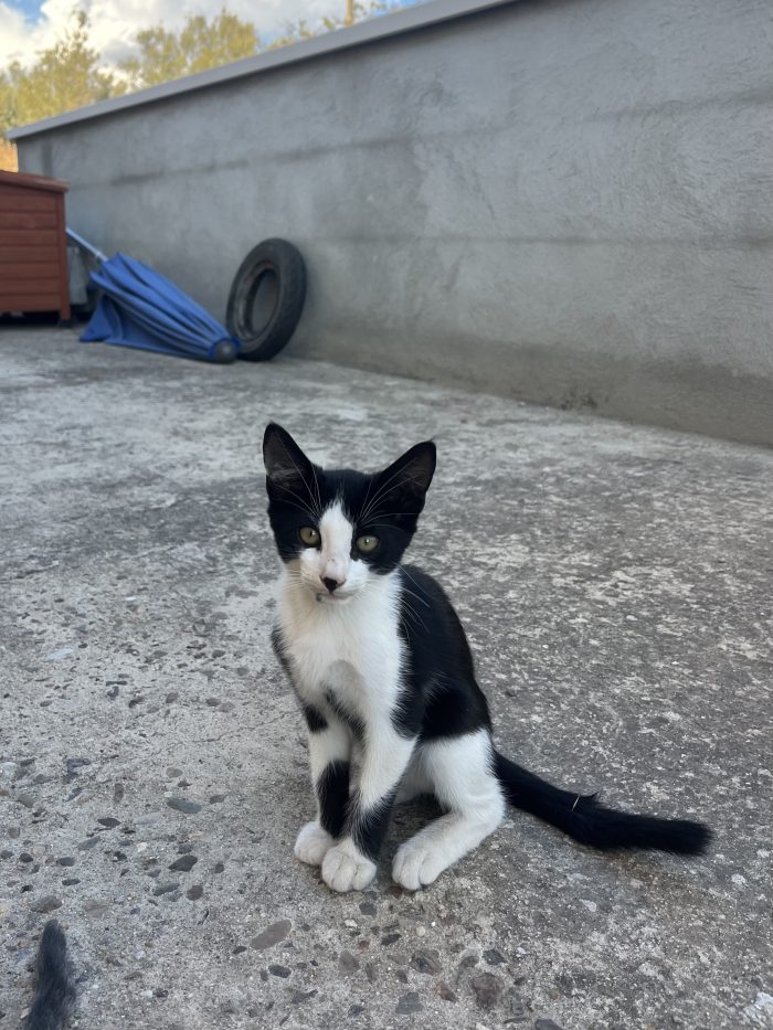Gattini e mamma cercano casa – Quartu Sant’Elena (CA) 🐾❤️ - media 4