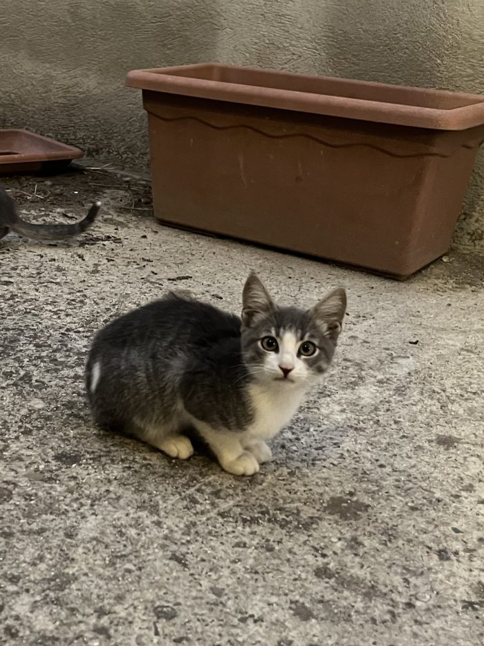 Gattini e mamma cercano casa – Quartu Sant’Elena (CA) 🐾❤️ - media 5