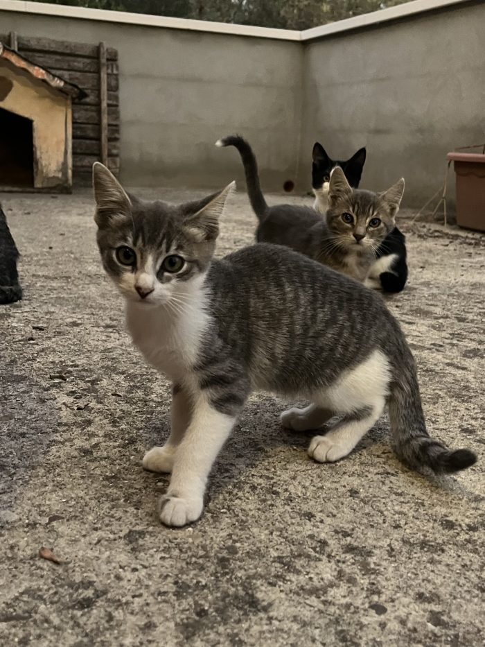 Gattini e mamma cercano casa – Quartu Sant’Elena (CA) 🐾❤️ - media 6