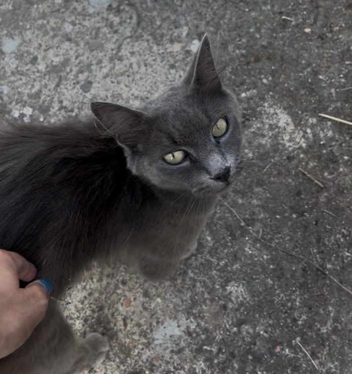 Gattini e mamma cercano casa – Quartu Sant’Elena (CA) 🐾❤️ - media 8