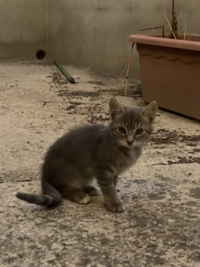 Gattini e mamma cercano casa – Quartu Sant’Elena (CA) 🐾❤️ - media 7