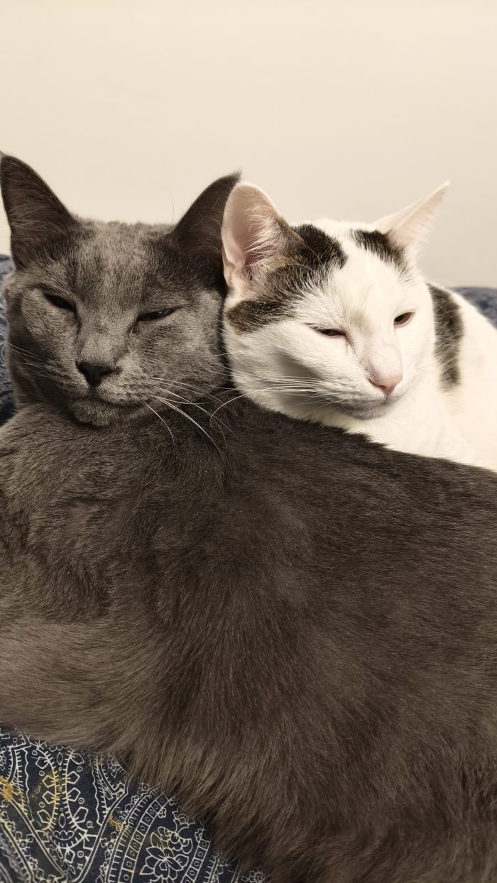 Luna e Baloo, adozione del cuore