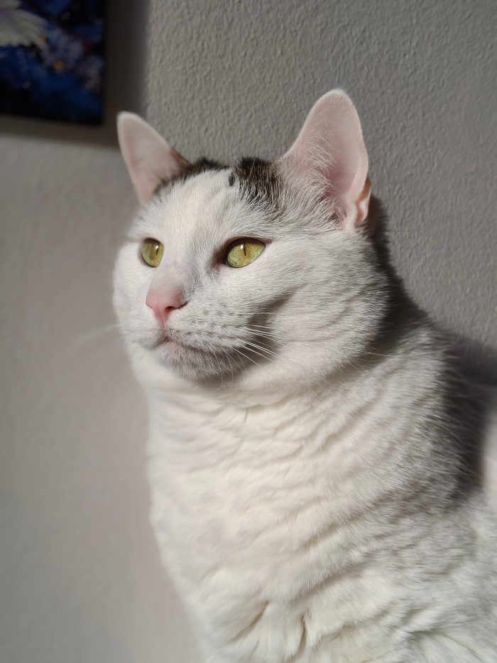 Luna e Baloo, adozione del cuore