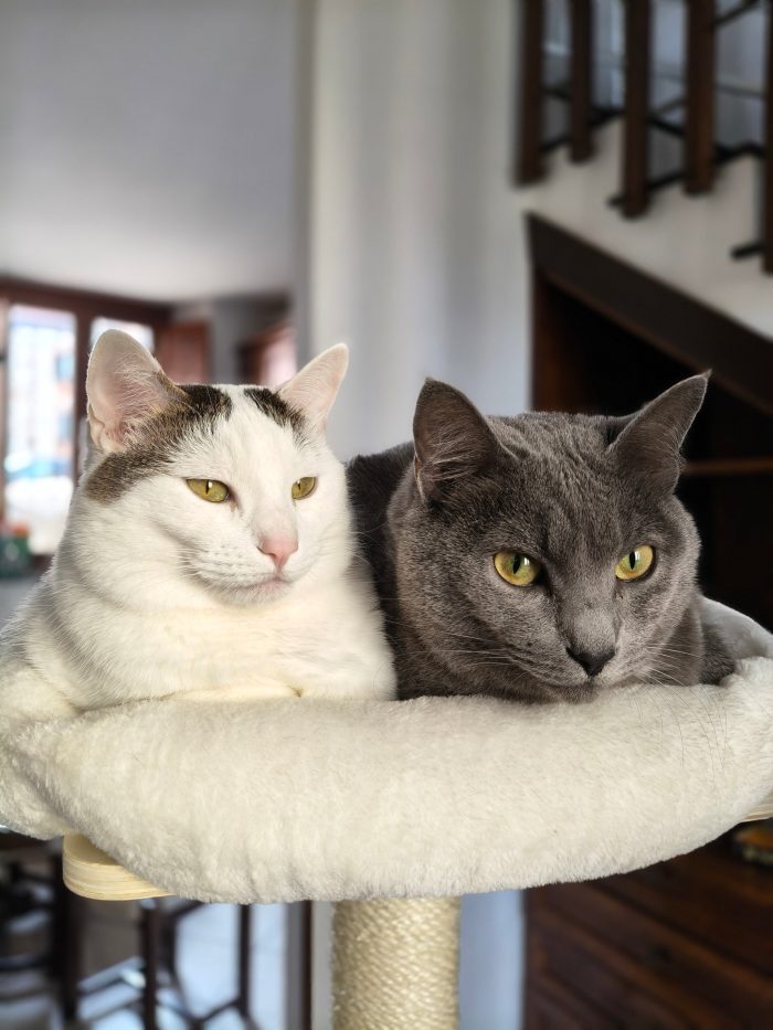 Luna e Baloo, adozione del cuore - media 5