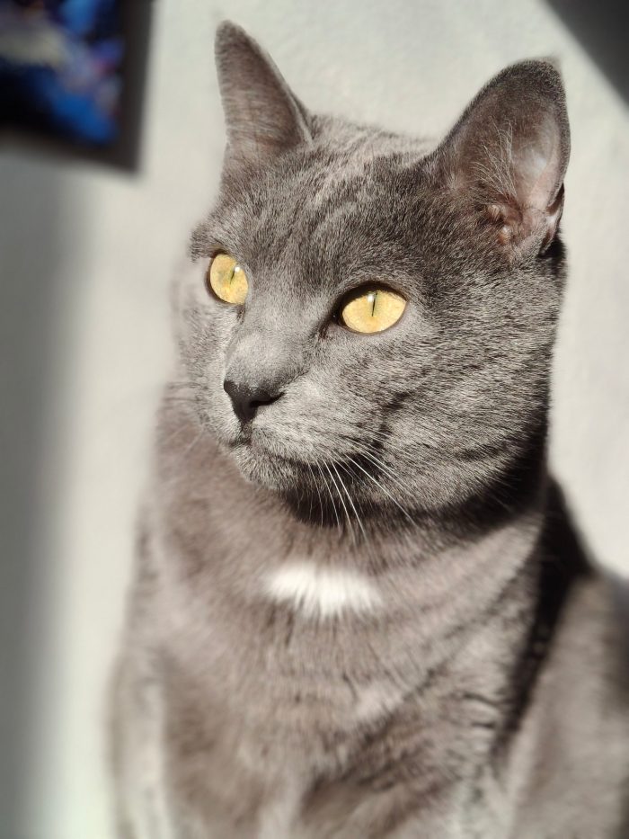 Luna e Baloo, adozione del cuore - media 4