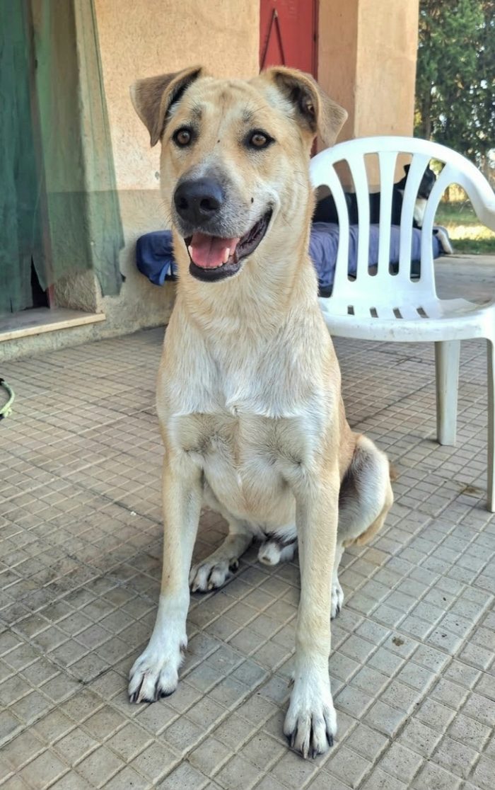Eddy 3 anni Taglia grande - media 6