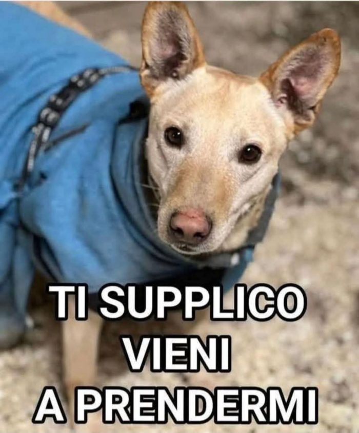 Teo 5anni tg media rimasto solo MANTOVA - media 6