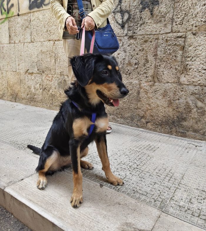 Kyra dolcissima cucciola cerca casa