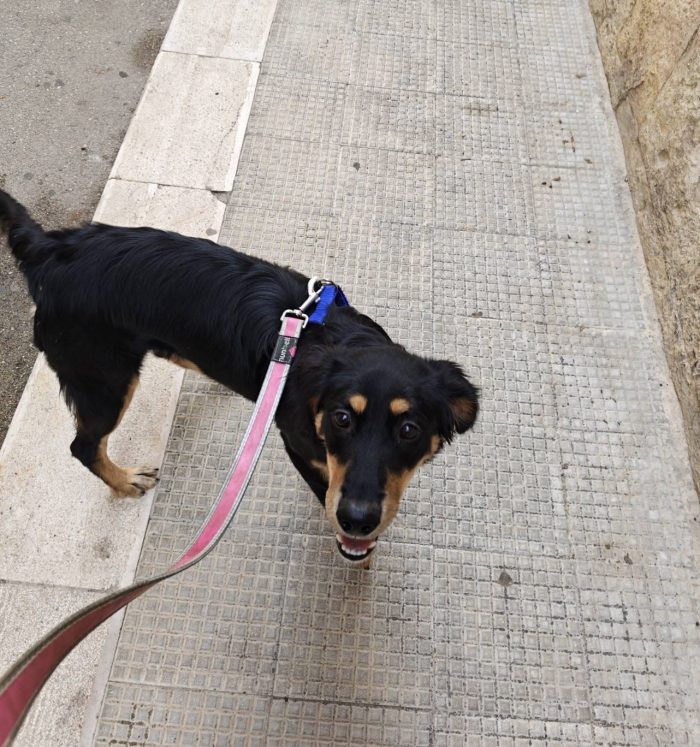 Kyra dolcissima cucciola cerca casa - media 4