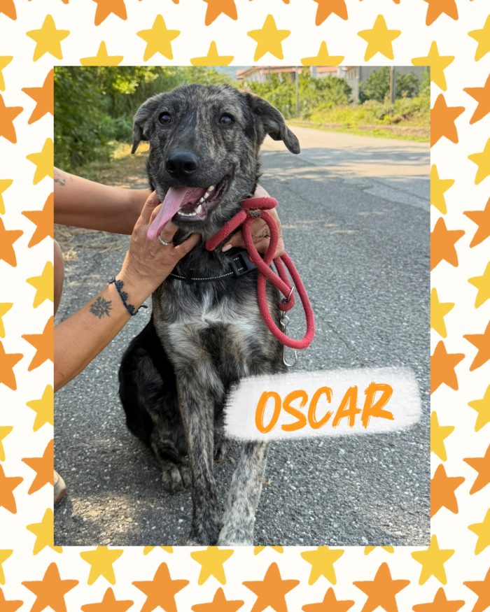 💙🐾 Oscar splendido cagnolino taglia media in adozione