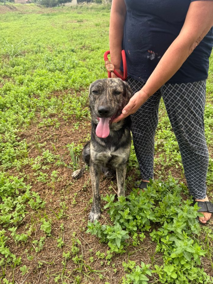 💙🐾 Oscar splendido cagnolino taglia media in adozione