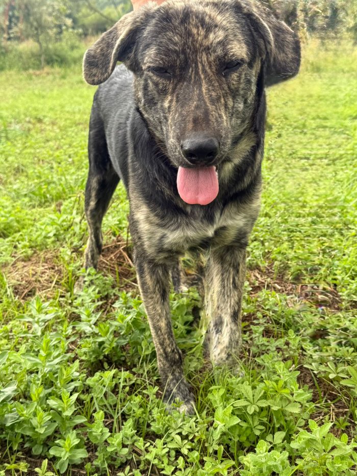 💙🐾 Oscar splendido cagnolino taglia media in adozione