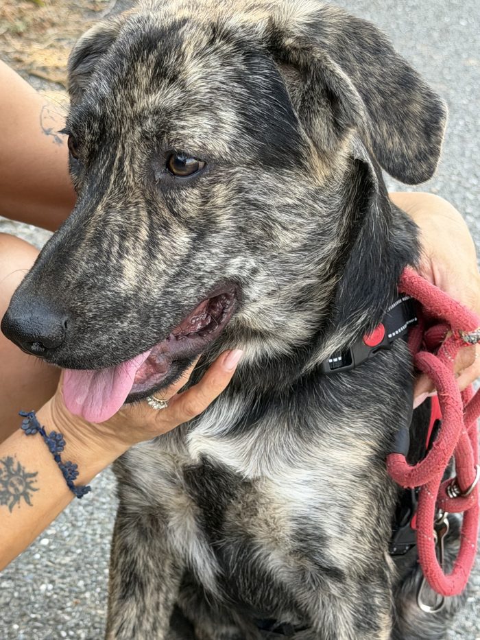 💙🐾 Oscar splendido cagnolino taglia media in adozione - media 5