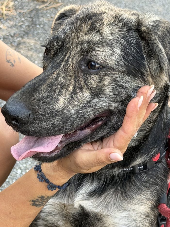 💙🐾 Oscar splendido cagnolino taglia media in adozione - media 6