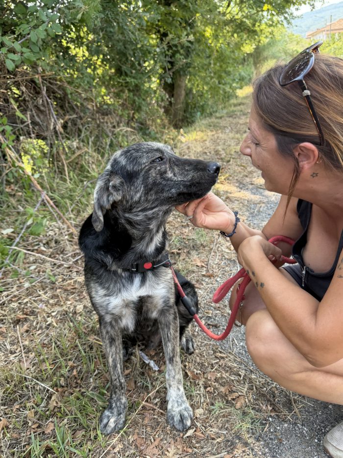 💙🐾 Oscar splendido cagnolino taglia media in adozione - media 8