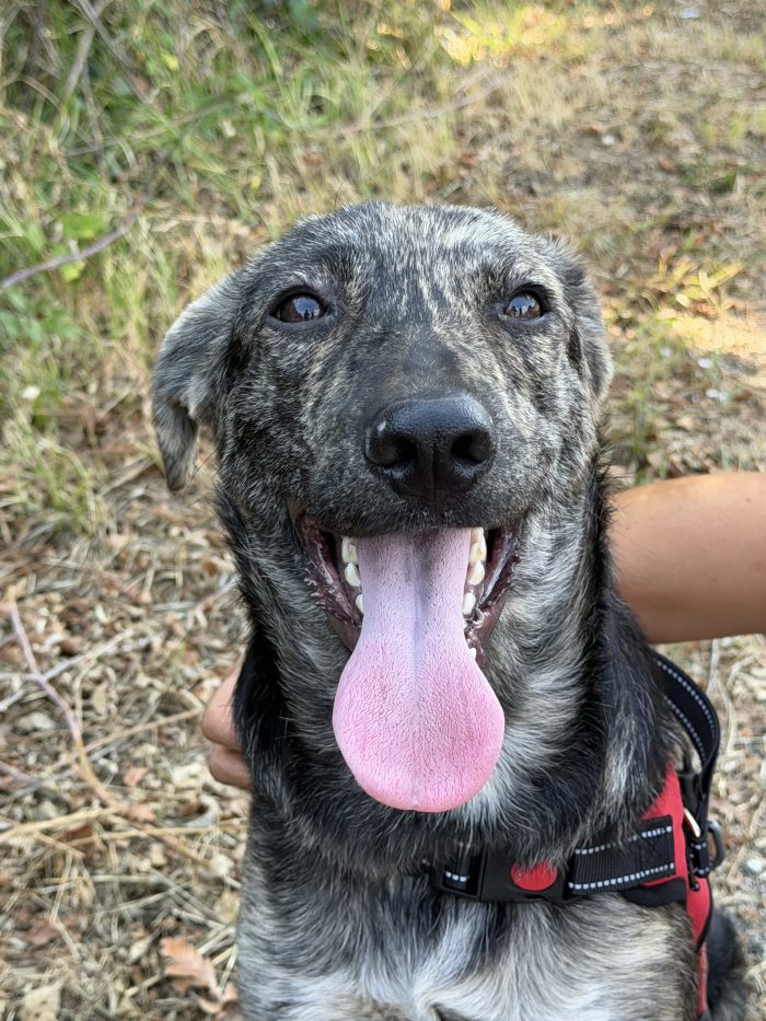 💙🐾 Oscar splendido cagnolino taglia media in adozione - media 9
