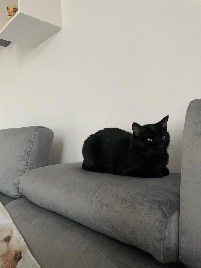 MEI MICIONA NERA
