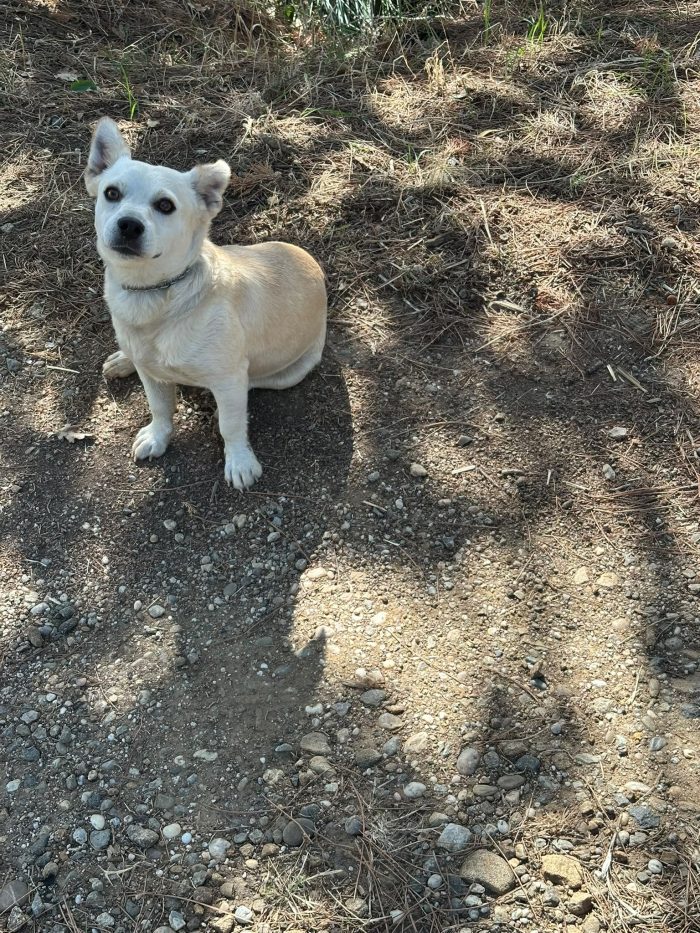 Oliver splendido piccolo cagnolino cerca casa