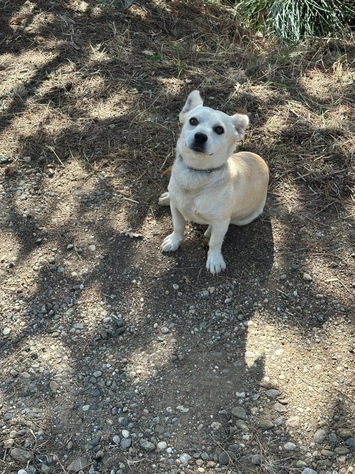 Oliver splendido piccolo cagnolino cerca casa