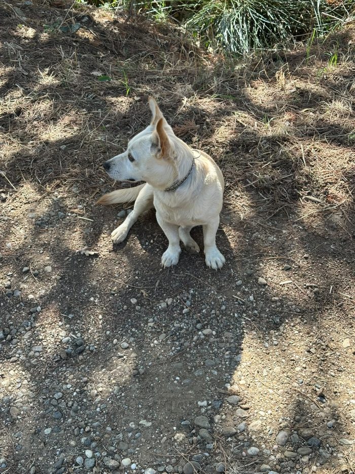 Oliver splendido piccolo cagnolino cerca casa - media 6