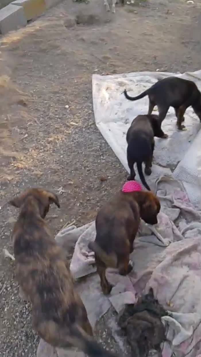 Oliver splendido piccolo cagnolino cerca casa - media 10