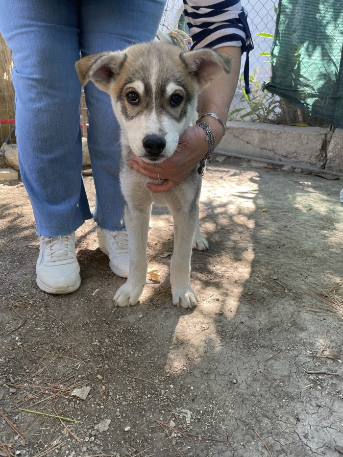 Cucciolo mix Husky cerca casa