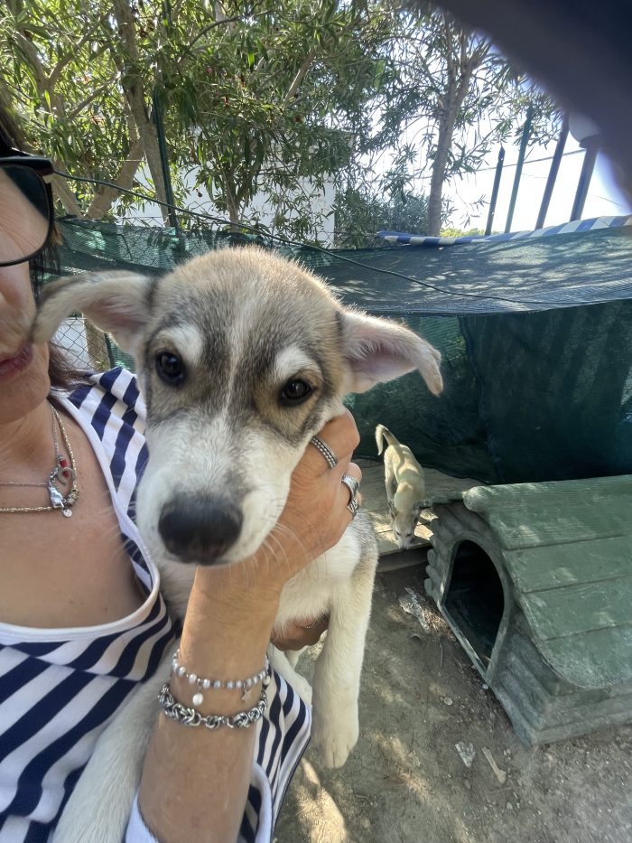 Cucciolo mix Husky cerca casa