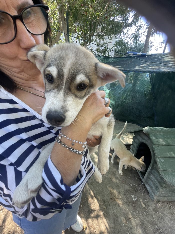 Cucciolo mix Husky cerca casa
