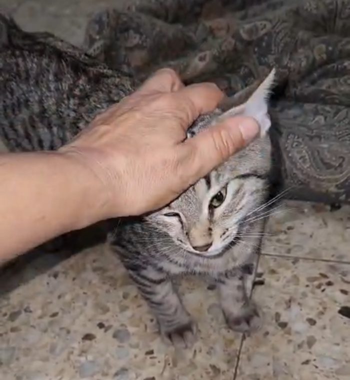 2mici tigrati grigi maschietti 4mesi SENZA RICHIESTE.