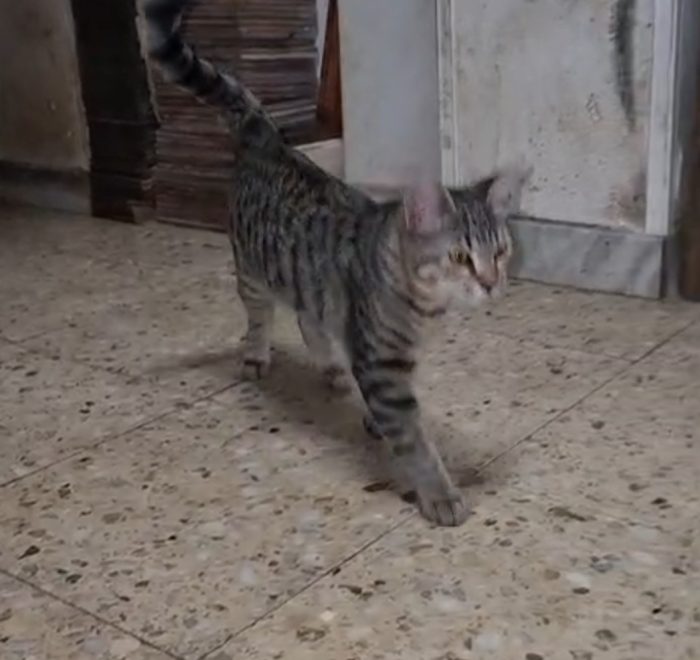 2mici tigrati grigi maschietti 4mesi SENZA RICHIESTE.