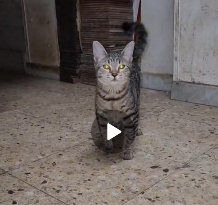 2mici tigrati grigi maschietti 4mesi SENZA RICHIESTE.