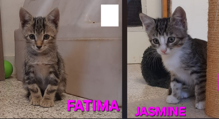 Jasmine & Fatima, sorelline adorabili - media 6