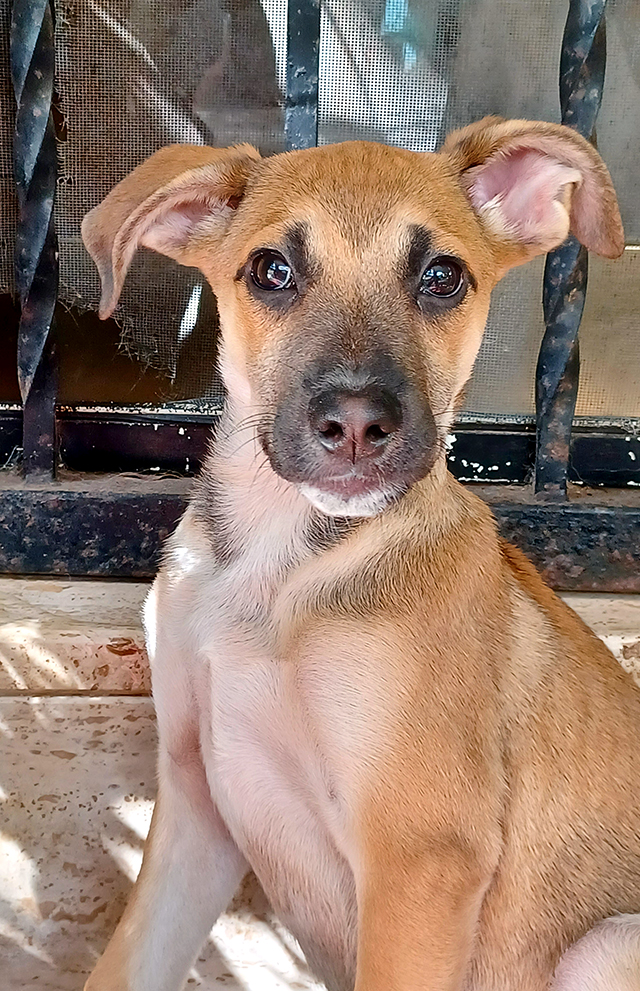 Ofelia dolcissima cucciola in adozione