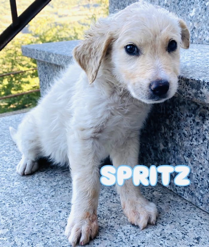 Cucciolo 3 mesi taglia media