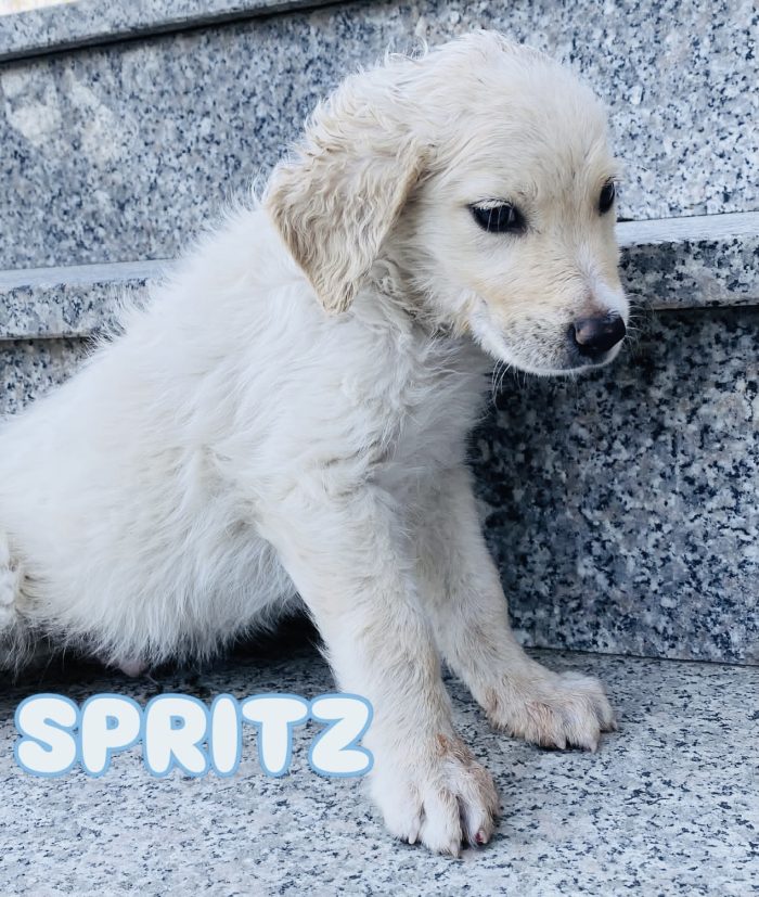 Cucciolo 3 mesi taglia media