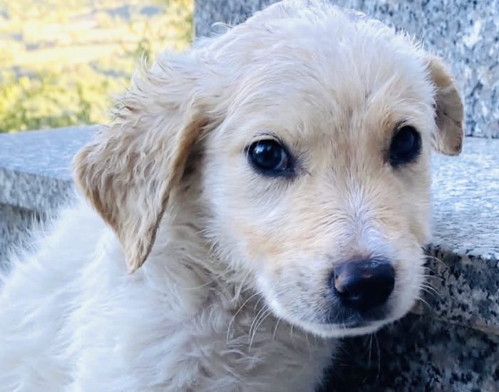Cucciolo 3 mesi taglia media