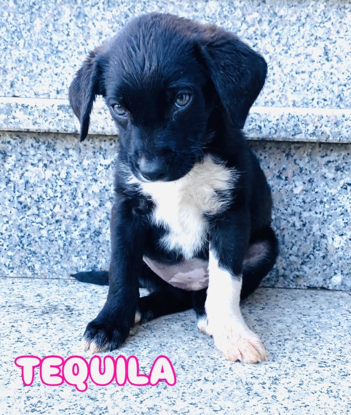 Cucciola femmina 3 mesi