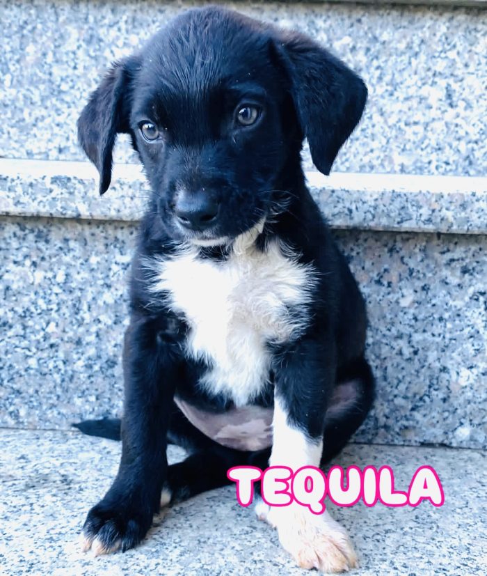 Cucciola femmina 3 mesi