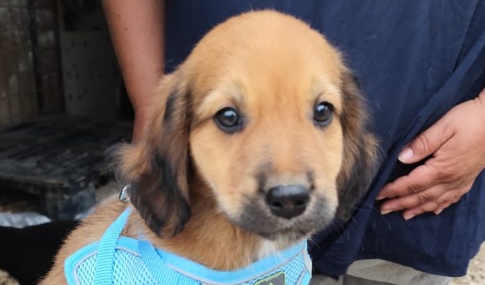 spettacolare cucciolo di 2 mesi ❤