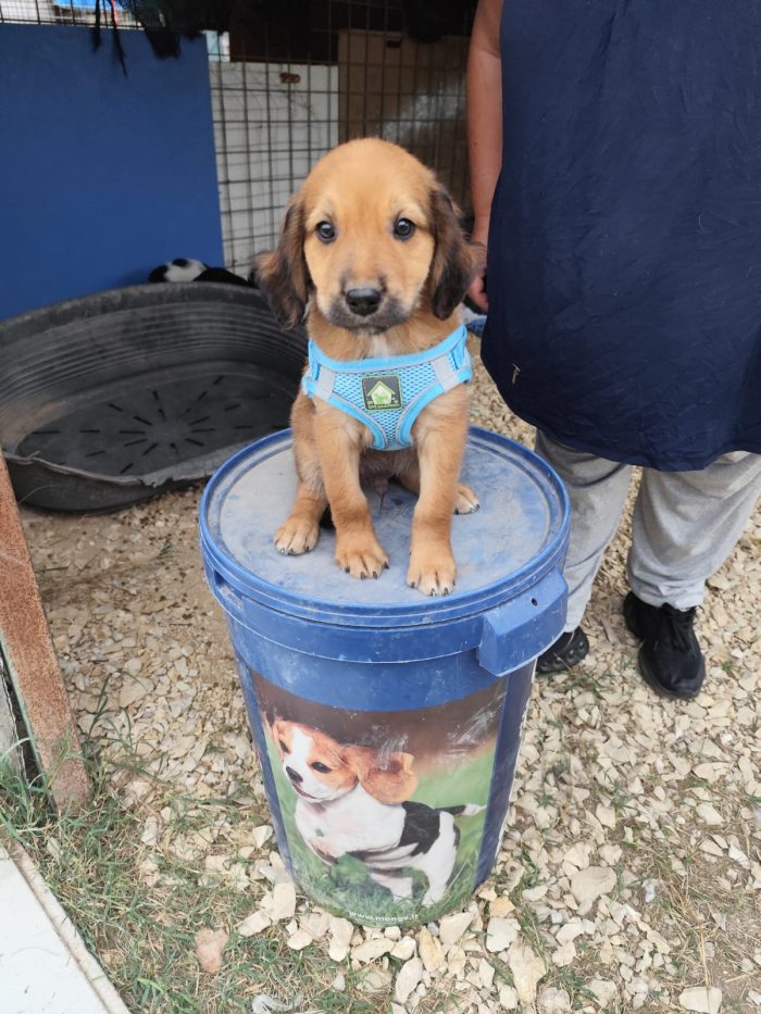FIVE spettacolare cucciolo di 2 mesi ❤ - media 6