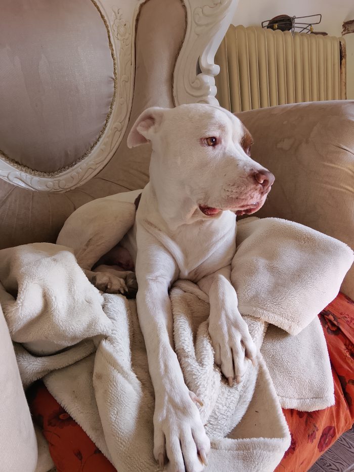 American staff cerca famiglia