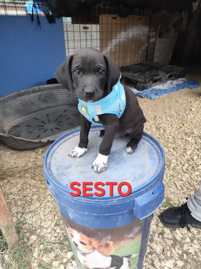 SESTO spettacolare cucciolo di due mesi