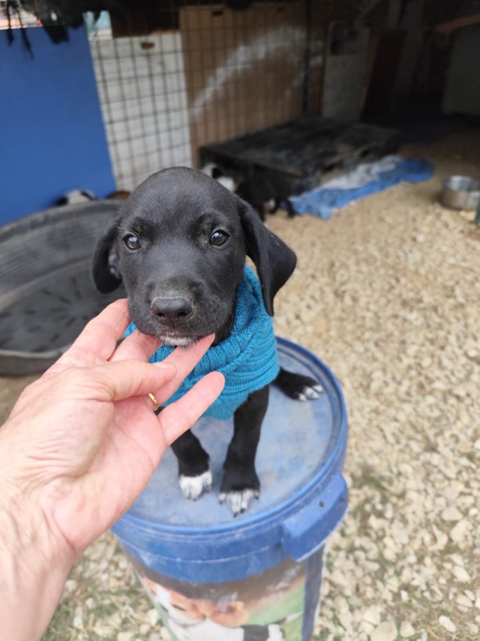 QUARTER spettacolare cucciolo di 2 mesi ❤