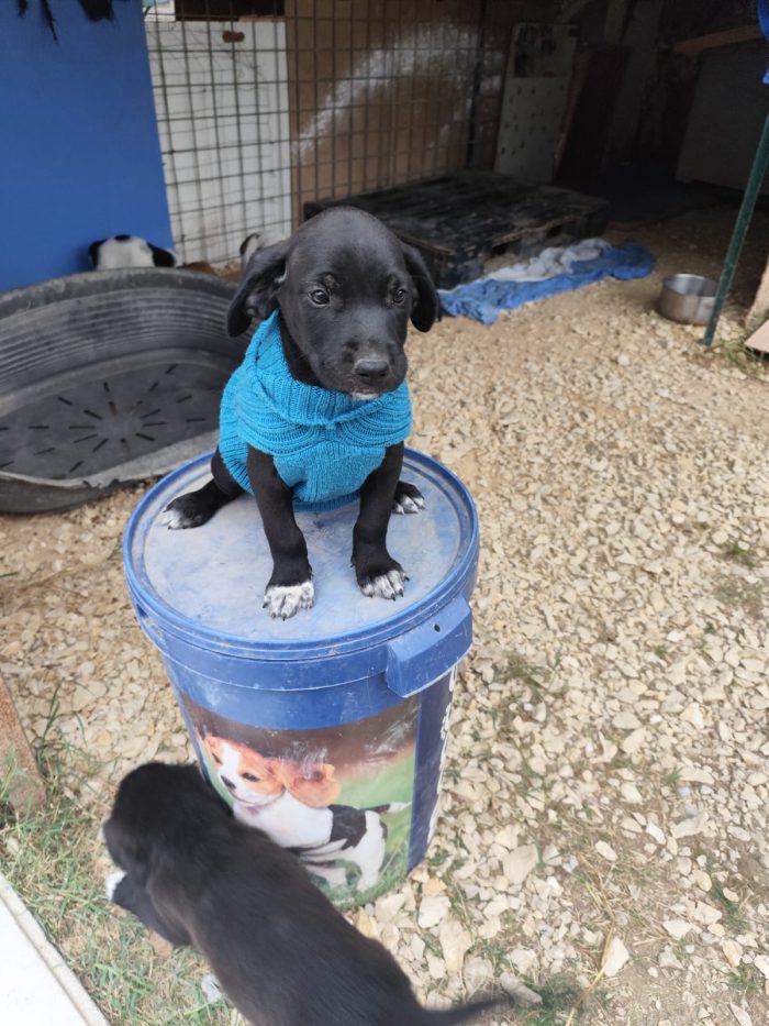 QUARTER spettacolare cucciolo di 2 mesi ❤ - media 6