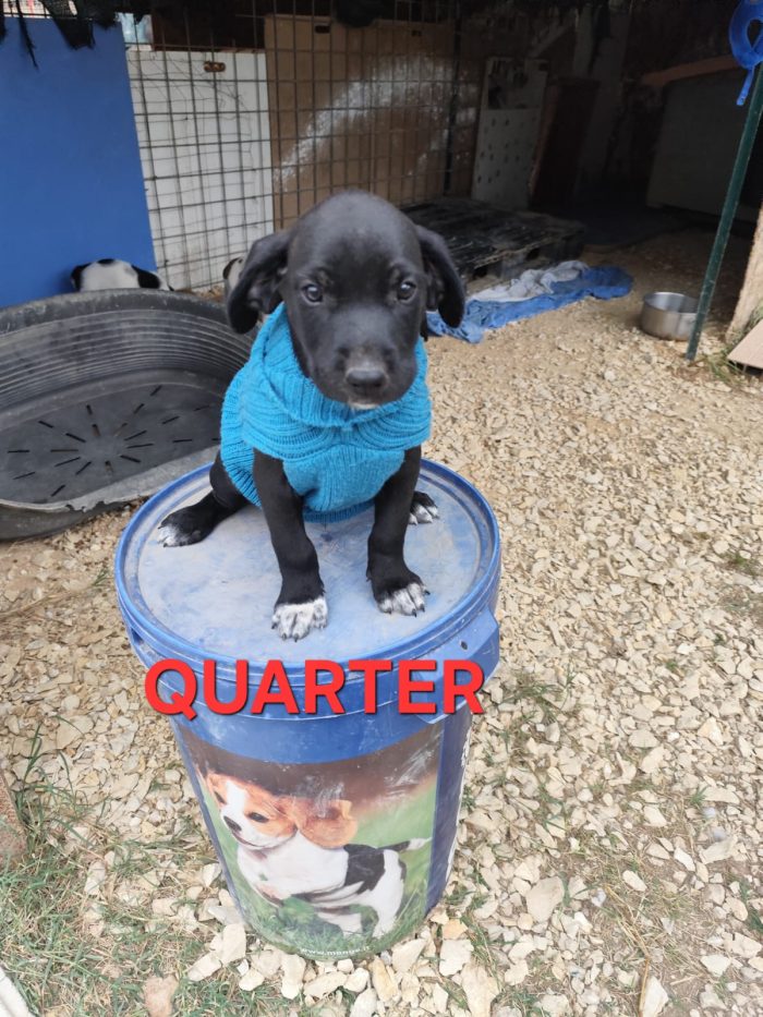 QUARTER spettacolare cucciolo di 2 mesi ❤ - media 5